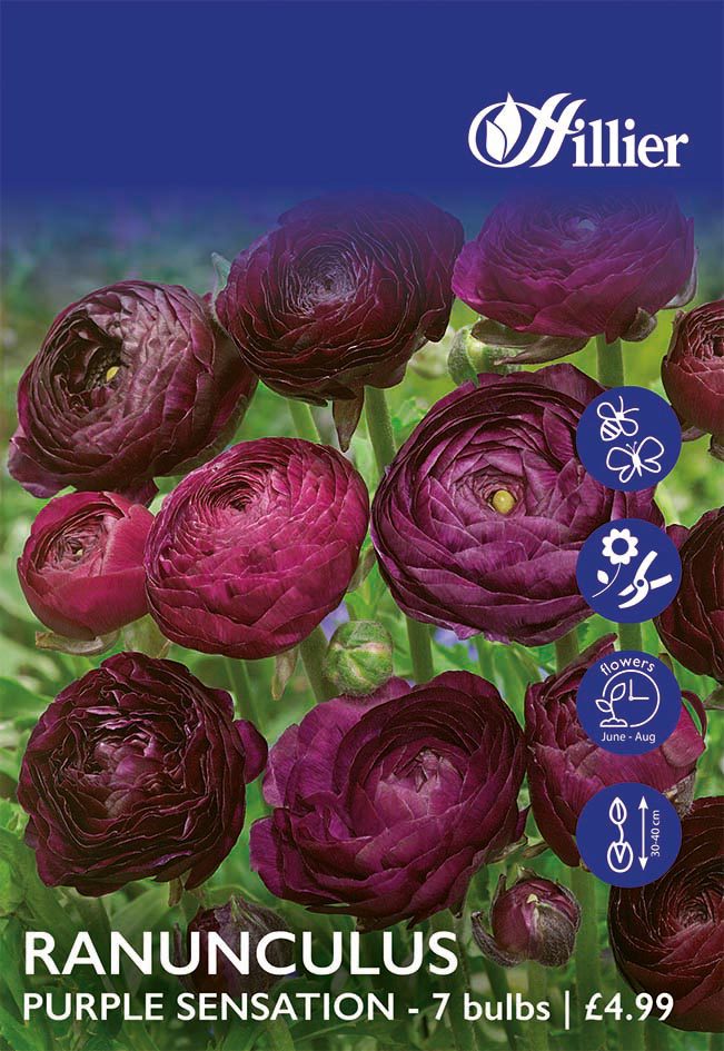 8718641998960 1 HS868 Ranunculus Purple Sensation.jpg